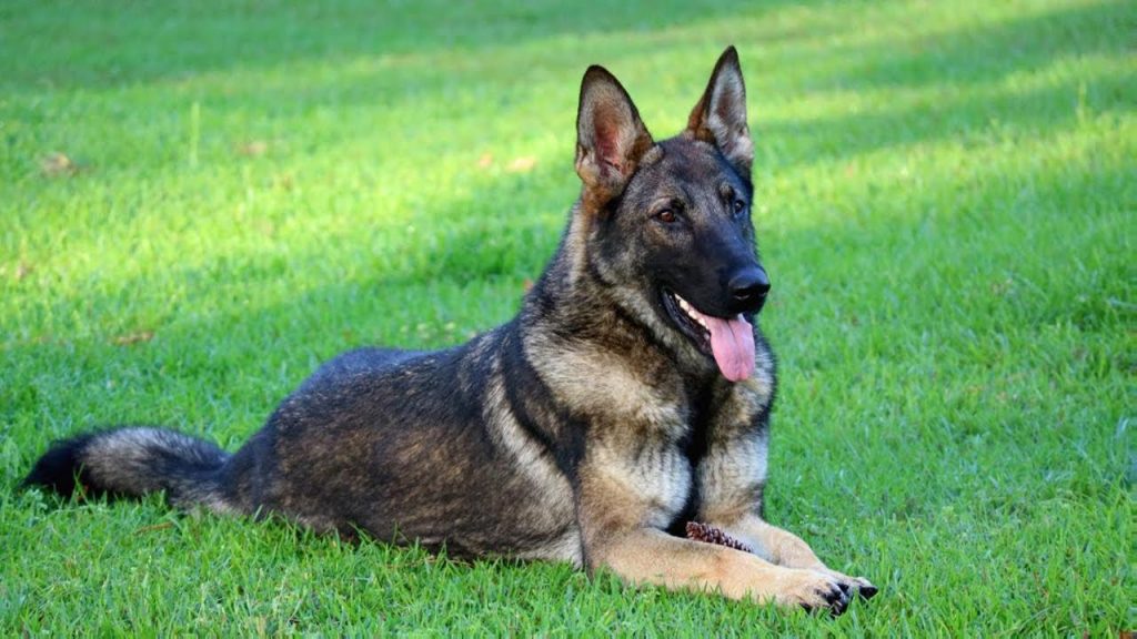 Sable German Shepherd - All the Information About Its Behavior ...