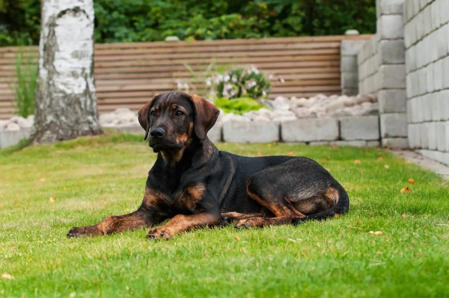 German Shepherd Boxer Mix: Boxer Shepherd - Allgshepherds