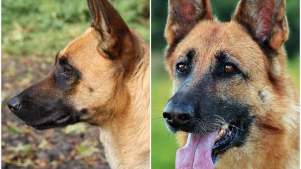 Belgian Malinois Vs German Shepherd: The Ultimate Comparison and Guides ...