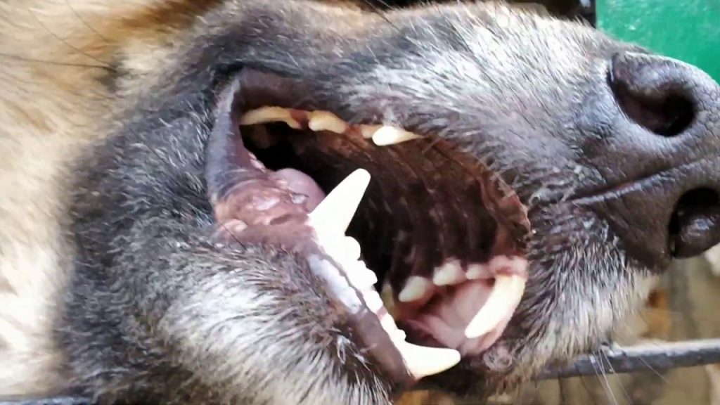 German Shepherd Mouth: Teeth and Gums - Allgshepherds