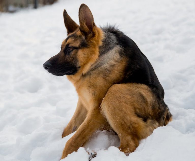 Why Do German Shepherds Have Loose Neck Skin