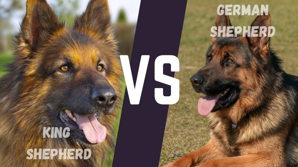 King Shepherd vs German Shepherd: What is Difference? - Allgshepherds