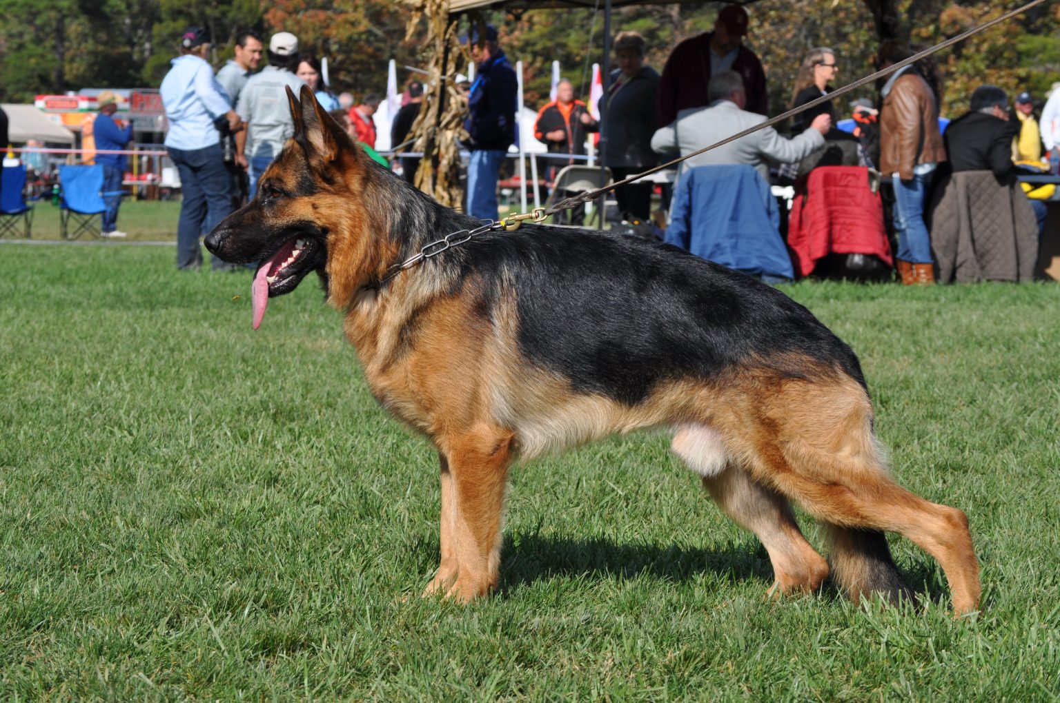 why-is-german-shepherd-obedience-training-important-allgshepherds