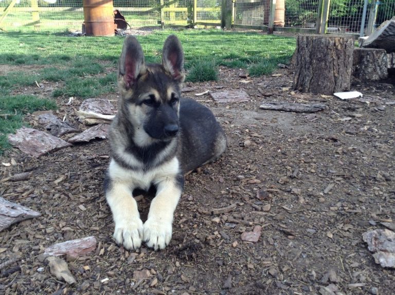 Guides About German Shepherd Malamute Mix - Allgshepherds