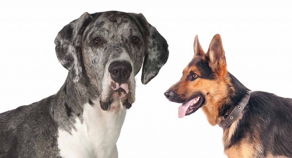 Great Dane German Shepherd Mix Guides Allgshepherds