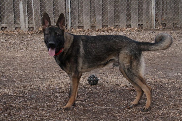 Do German Shepherds Have Curly Tails?