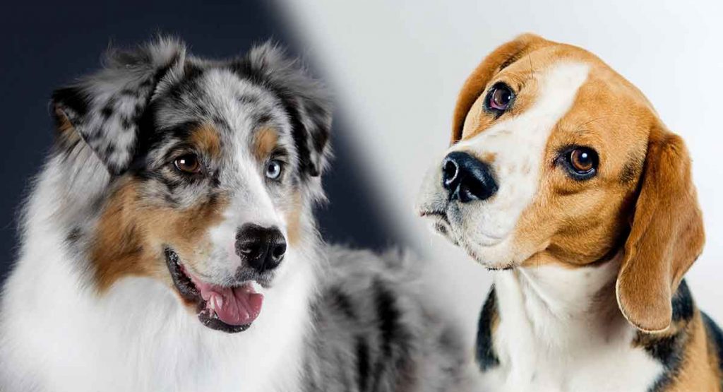 Australian Shepherd Beagle Mix - Allgshepherds