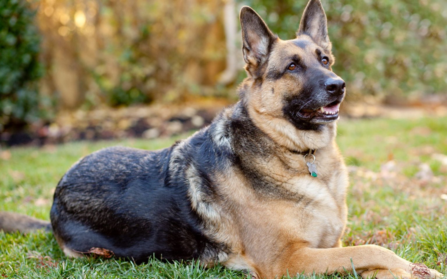 german-shepherd-names-top-best-list-male-female-petshoper