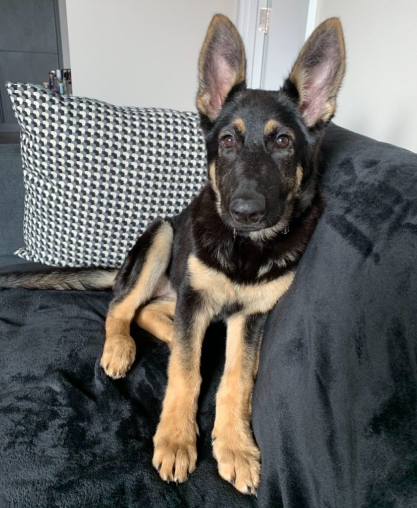 6-month-old-german-shepherd-allgshepherds