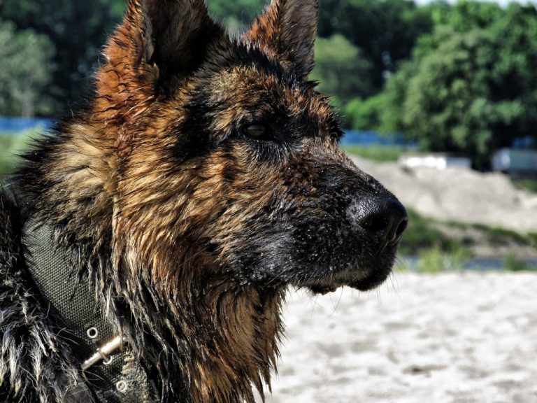 How Often Should You Bathe a German Shepherd? - Allgshepherds